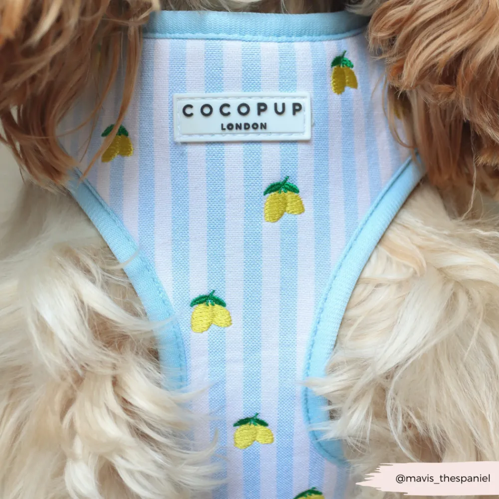Cocopup Adjustable Harness Bundles-Living La Vida Lemon Adjustable Neck Harness, Lead & Collar Bundle