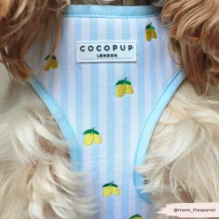 Cocopup Adjustable Neck Harnesses-Living La Vida Lemon Adjustable Neck HARNESS