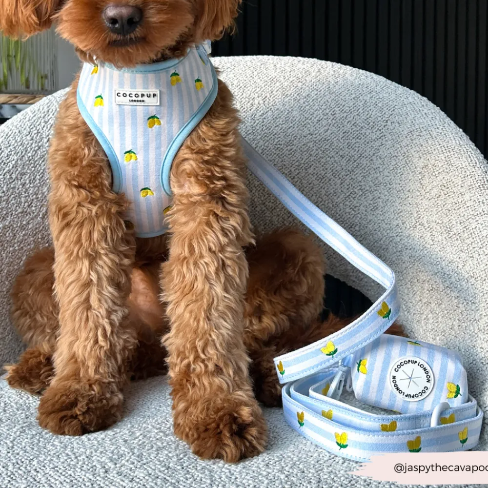 Cocopup Adjustable Harness Bundles-Living La Vida Lemon Adjustable Neck Harness, Lead & Collar Bundle