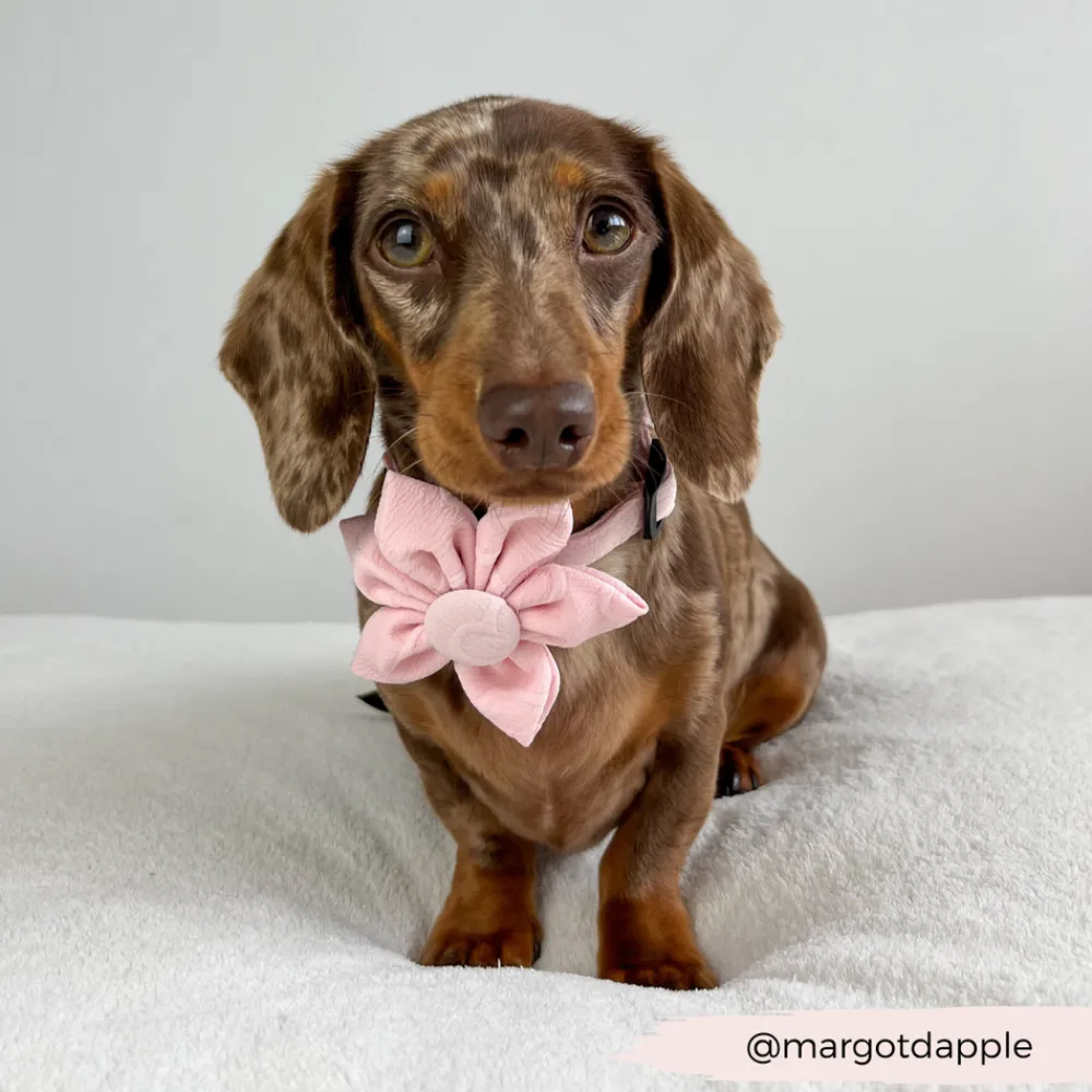 Cocopup Collar Flowers-LUXE Baby Pink Heart Collar Flower