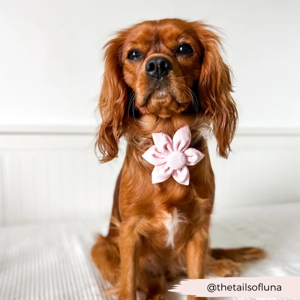 Cocopup Collar Flowers-LUXE Baby Pink Heart Collar Flower