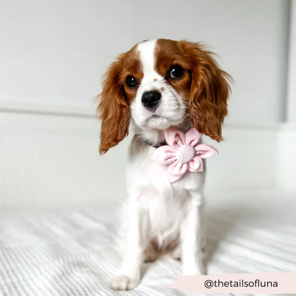 Cocopup Collar Flowers-LUXE Baby Pink Heart Collar Flower