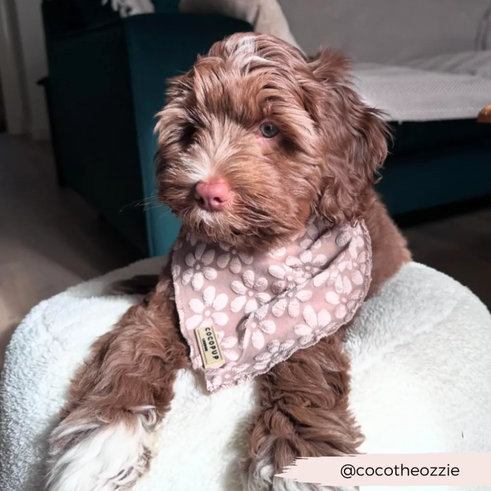 Cocopup Bandanas-Luxe Bandana - Mocha Flower