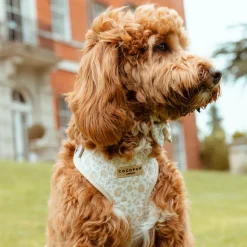 Cocopup Adjustable Harness Bundles-Luxe Garden Meadow Adjustable Neck Harness, Lead & Collar Bundle