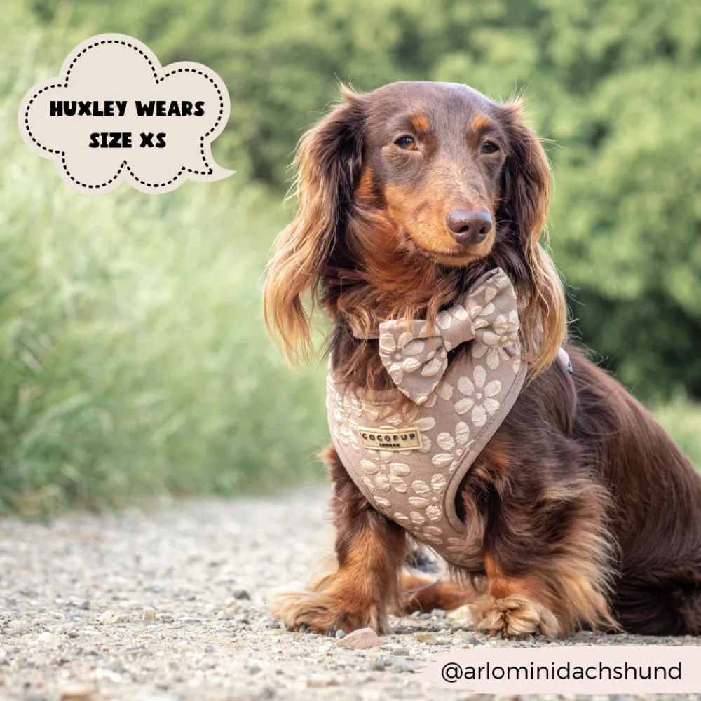 Cocopup Adjustable Harness Bundles-Luxe Mocha Flower Adjustable Neck Harness, Lead & Collar Bundle