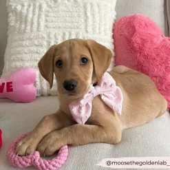 Cocopup Sailor Bow Ties-Luxe Sailor Bow Tie - Baby Pink Heart