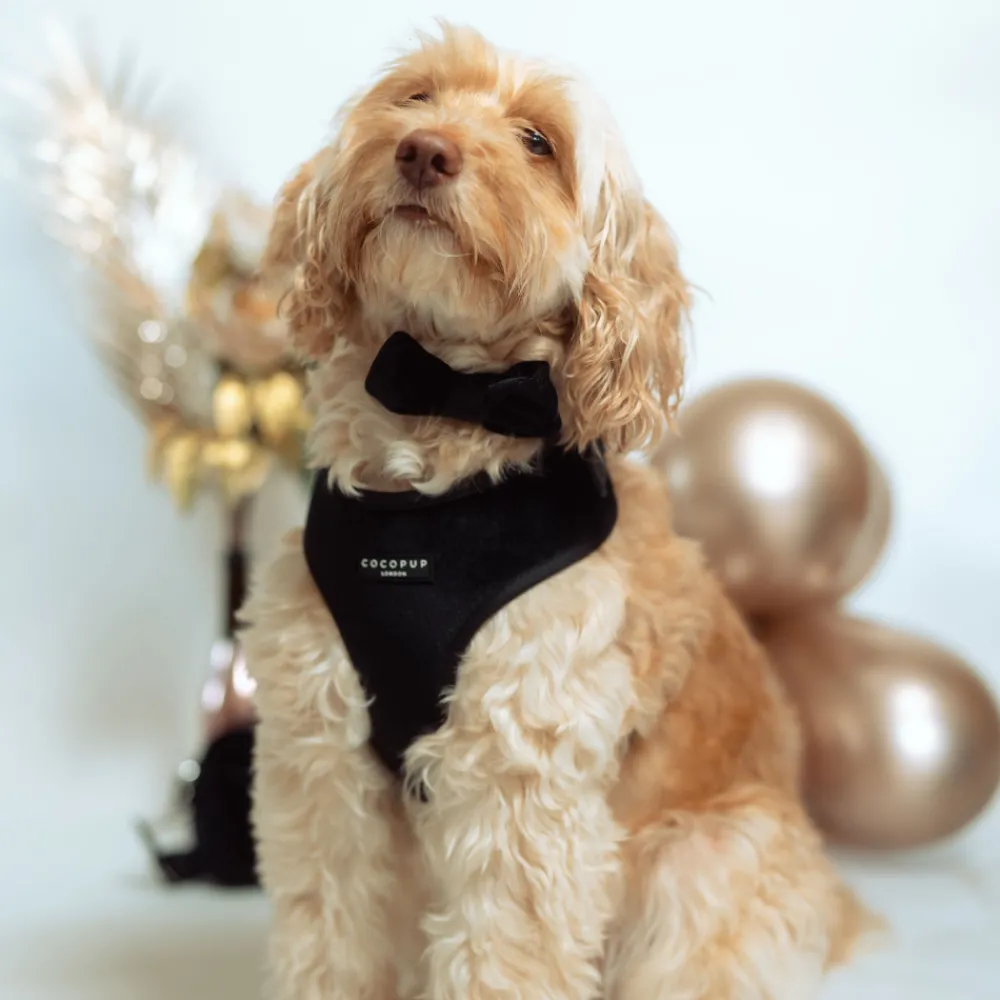 Cocopup Adjustable Neck Harnesses-Luxe Velvet Adjustable Neck HARNESS - Noir