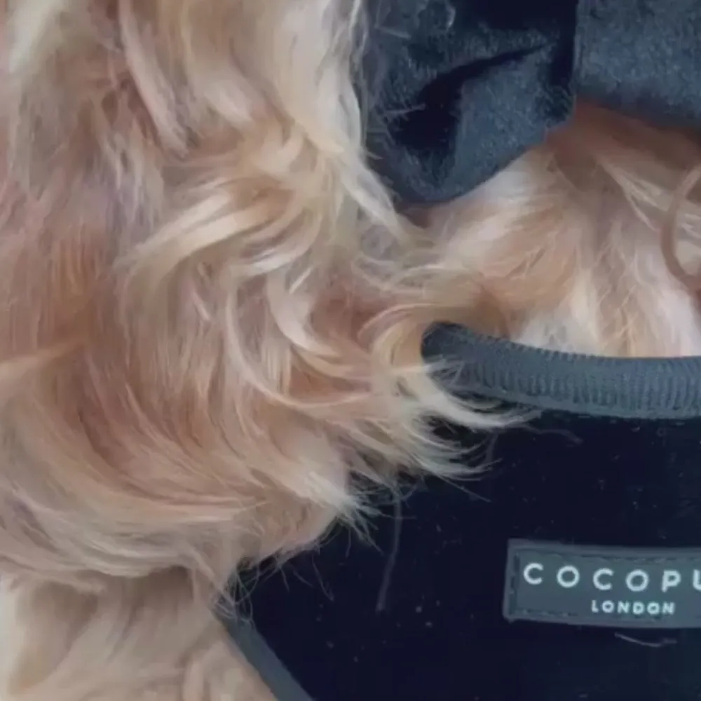 Cocopup Adjustable Neck Harnesses-Luxe Velvet Adjustable Neck HARNESS - Noir