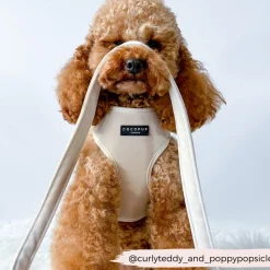 Cocopup Adjustable Harness Bundles | Special Occassion Harnesses ✨-Luxe Velvet Adjustable Neck Harness, Lead & Collar Bundle - Champagne