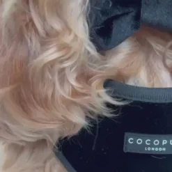 Cocopup Bow Ties-Luxe Velvet Bow Tie - Noir