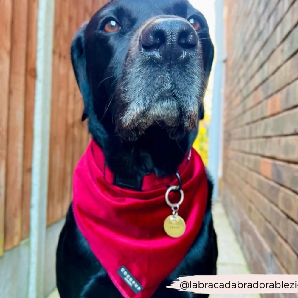 Cocopup Collars | Puppy Leads & Collars-LUXE Velvet COLLAR - Berry Red