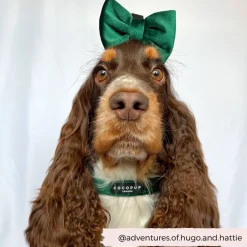 Cocopup Collars | Puppy Leads & Collars-LUXE Velvet COLLAR - Forest Green