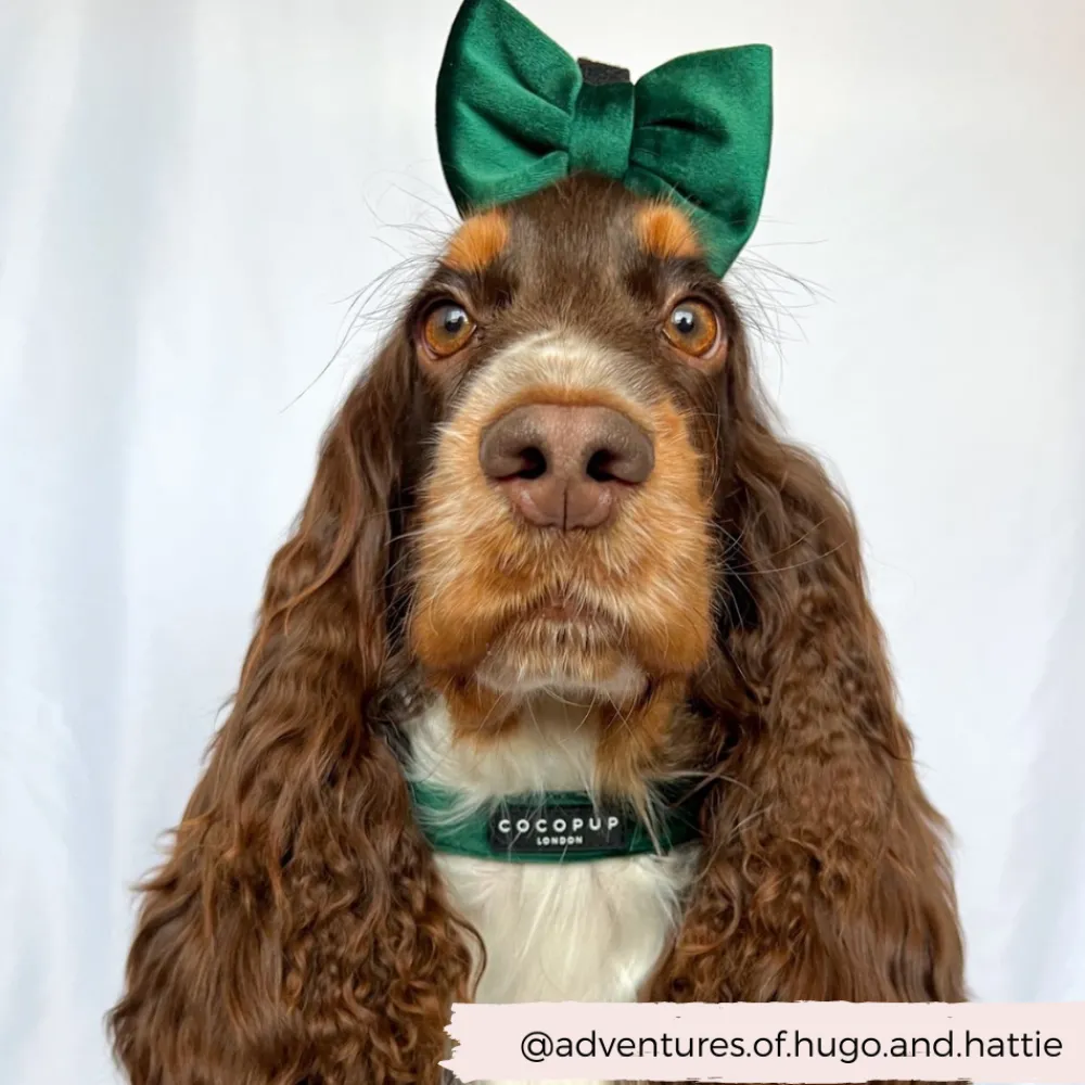 Cocopup Collars | Puppy Leads & Collars-LUXE Velvet COLLAR - Forest Green