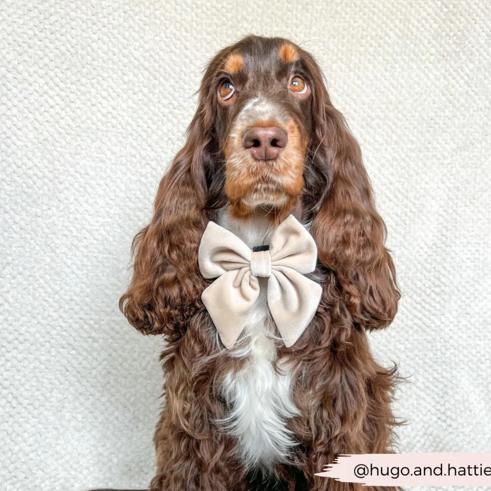 Cocopup Sailor Bow Ties-Luxe Velvet Sailor Bow Tie - Champagne