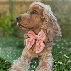 Cocopup Personalised Sailor Bow Ties ð | Sailor Bow Ties-Luxe Velvet Sailor Bow Tie - Baby Pink