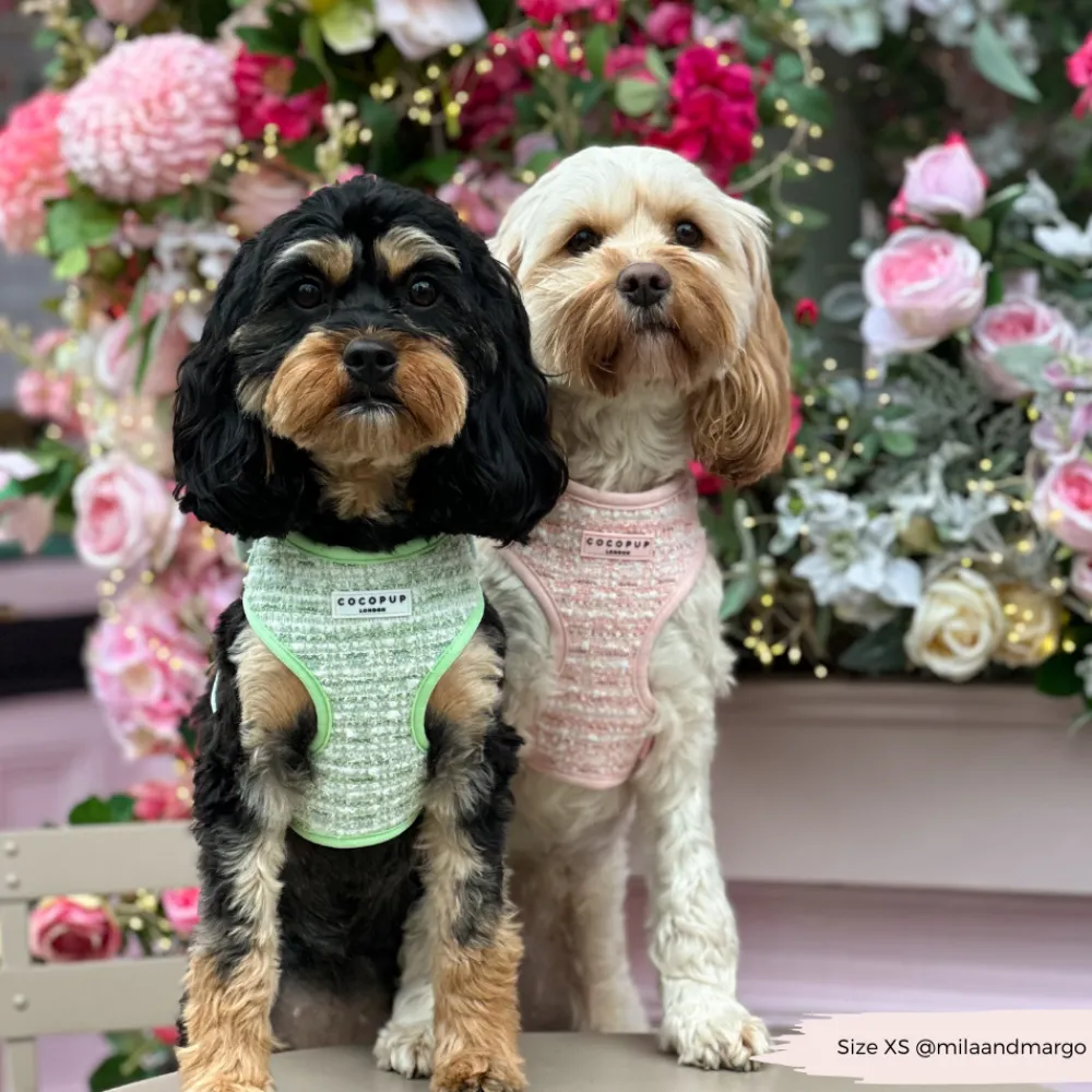 Cocopup Adjustable Harness Bundles | Special Occassion Harnesses ✨-Matcha Textured Tweed Adjustable Neck Harness, Lead & Collar Bundle