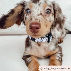 Cocopup Adjustable Harness Bundles-Monochrome Spots Adjustable Neck Harness, Lead & Collar Bundle