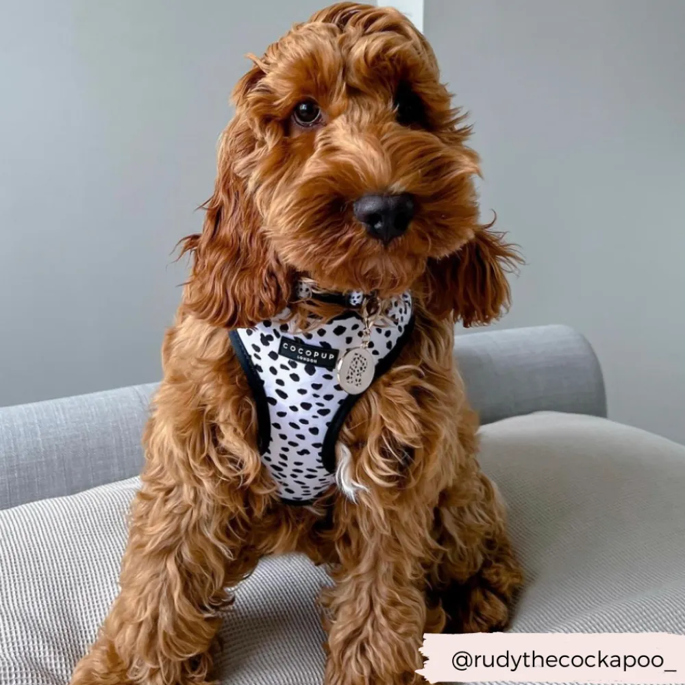 Cocopup Adjustable Neck Harnesses-Monochrome Spots Adjustable Neck HARNESS