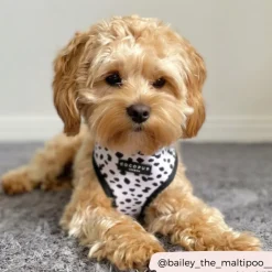 Cocopup Adjustable Neck Harnesses-Monochrome Spots Adjustable Neck HARNESS