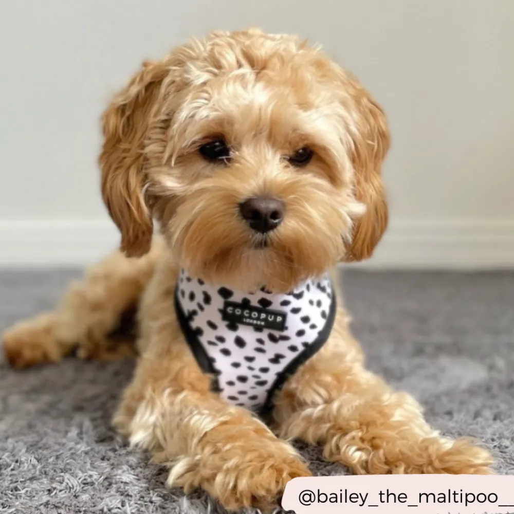 Cocopup Adjustable Neck Harnesses-Monochrome Spots Adjustable Neck HARNESS