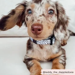 Cocopup Collars | Puppy Leads & Collars-Monochrome Spots COLLAR