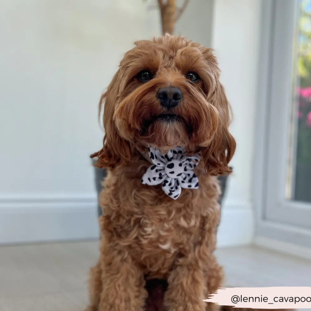 Cocopup Collar Flowers-Monochrome Spots Collar Flower