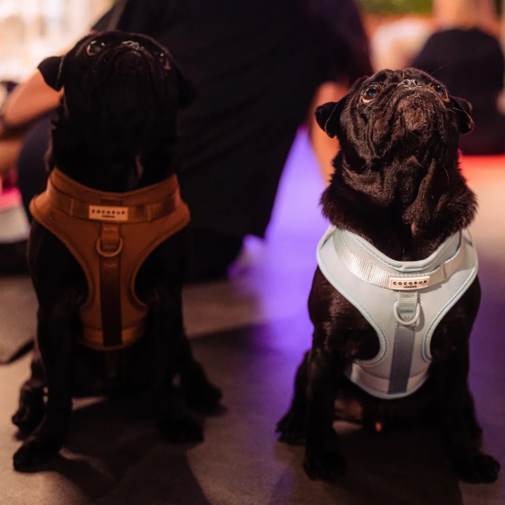 Cocopup Adjustable Neck Harnesses | Nakd D-Ring Harnesses-NAKD Adjustable Neck Harness - Brownie