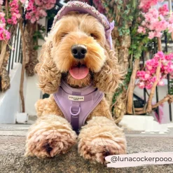 Cocopup Adjustable Neck Harnesses | Nakd D-Ring Harnesses-NAKD Adjustable Neck Harness - Parma Violets