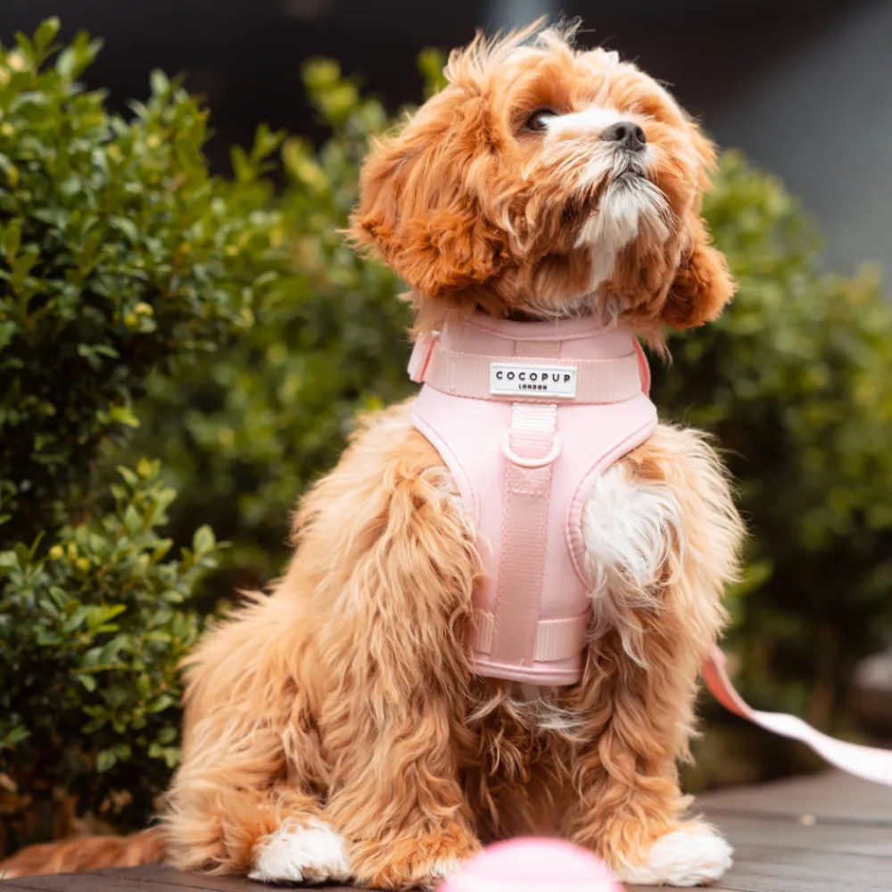 Cocopup Adjustable Neck Harnesses | Nakd D-Ring Harnesses-NAKD Adjustable Neck Harness - Candyfloss