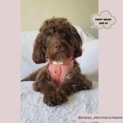 Cocopup Nakd D-Ring Harnesses | Adjustable Neck Harnesses-NAKD Adjustable Neck Harness - Peach Floof