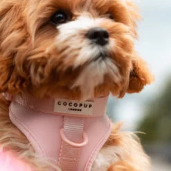 Cocopup Adjustable Neck Harnesses | Nakd D-Ring Harnesses-NAKD Adjustable Neck Harness - Candyfloss