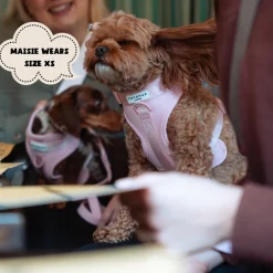 Cocopup Nakd D-Ring Harnesses | Nakd D-Ring Harness Bundles-NAKD Adjustable Neck Harness, Lead, Collar & Poop Bag Holder Bundle - Candyfloss