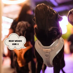 Cocopup Nakd D-Ring Harnesses | Nakd D-Ring Harness Bundles-NAKD Adjustable Neck Harness, Lead, Collar and Poop Bag Holder Bundle - Bubblegum