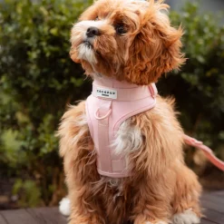 Cocopup Adjustable Neck Harnesses | Nakd D-Ring Harnesses-NAKD Adjustable Neck Harness - Candyfloss