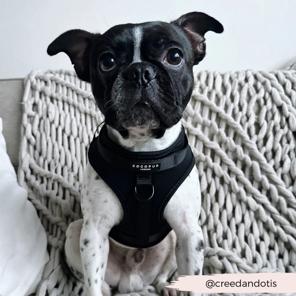 Cocopup Adjustable Neck Harnesses | Nakd D-Ring Harnesses-NAKD Adjustable Neck Harness - Liquorice