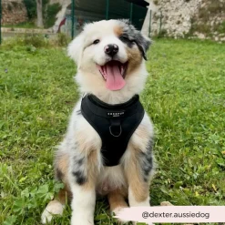 Cocopup Nakd D-Ring Harnesses | Nakd D-Ring Harness Bundles-NAKD Adjustable Neck Harness, Lead, Collar & Poop Bag Holder Bundle - Liquorice