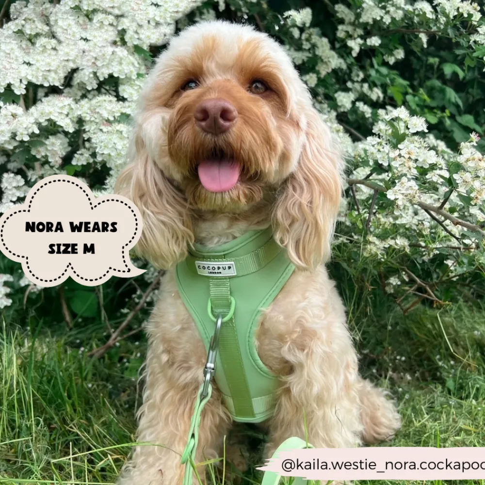 Cocopup Nakd D-Ring Harnesses | Nakd D-Ring Harness Bundles-NAKD Adjustable Neck Harness, Lead, Collar & Poop Bag Holder Bundle - Matcha