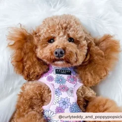 Cocopup Adjustable Harness Bundles-Pastel Flowers Adjustable Neck Harness, Lead & Collar Bundle
