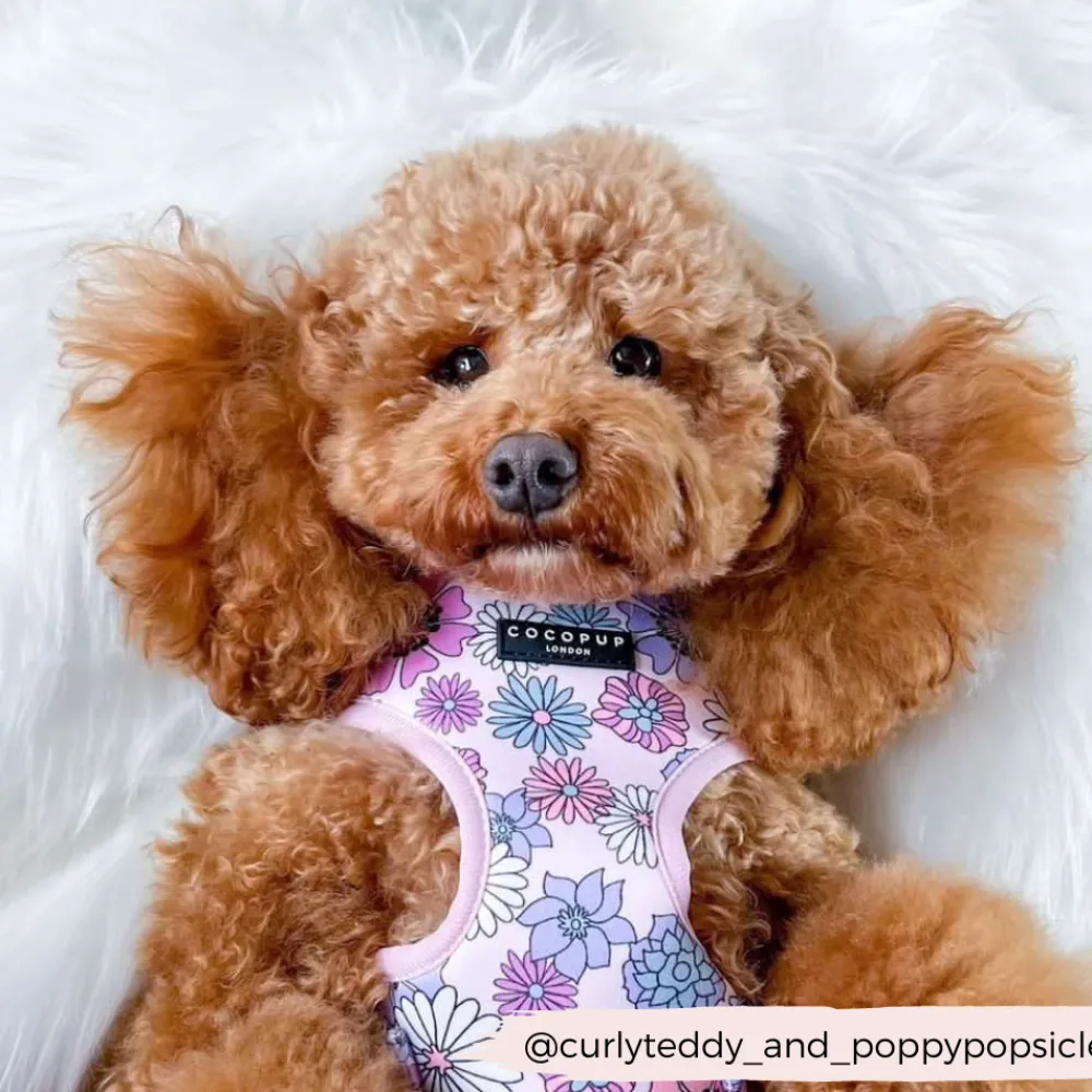 Cocopup Adjustable Harness Bundles-Pastel Flowers Adjustable Neck Harness, Lead & Collar Bundle