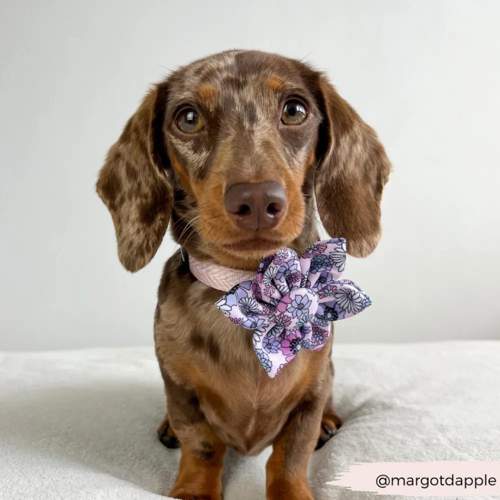Cocopup Collar Flowers-Pastel Flowers Collar Flower