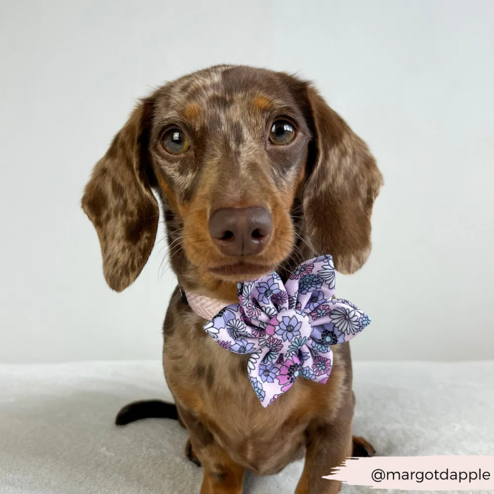 Cocopup Collar Flowers-Pastel Flowers Collar Flower