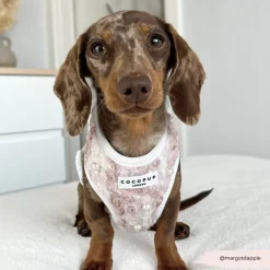 Cocopup Adjustable Harness Bundles | Special Occassion Harnesses ✨-Pearly Pup Adjustable Neck Harness, Lead & Collar Bundle