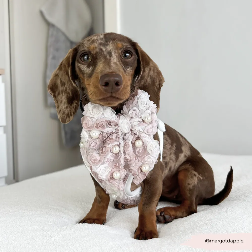 Cocopup Sailor Bow Ties-Pearly Pup Sailor Bow Tie