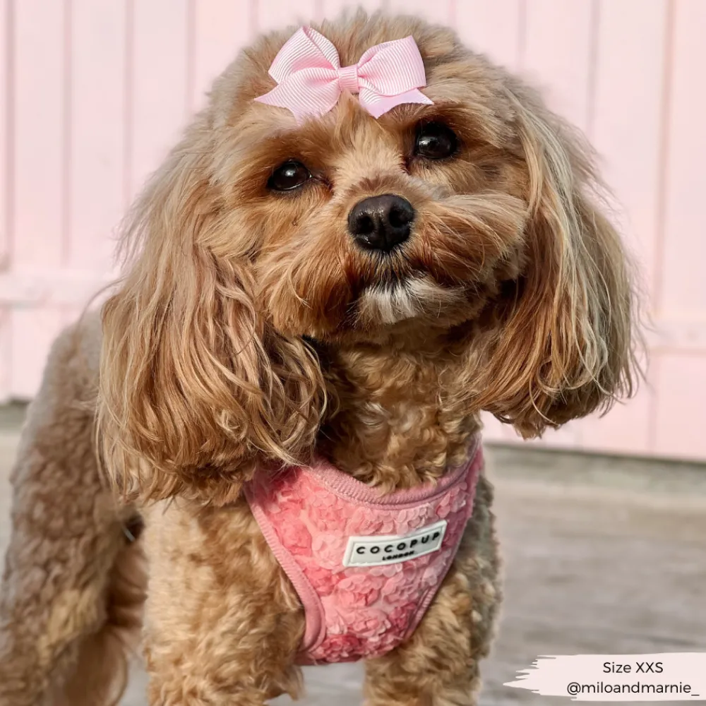 Cocopup Adjustable Harness Bundles | Special Occassion Harnesses ✨-Peony Pup Adjustable Neck Harness, Lead & Collar Bundle