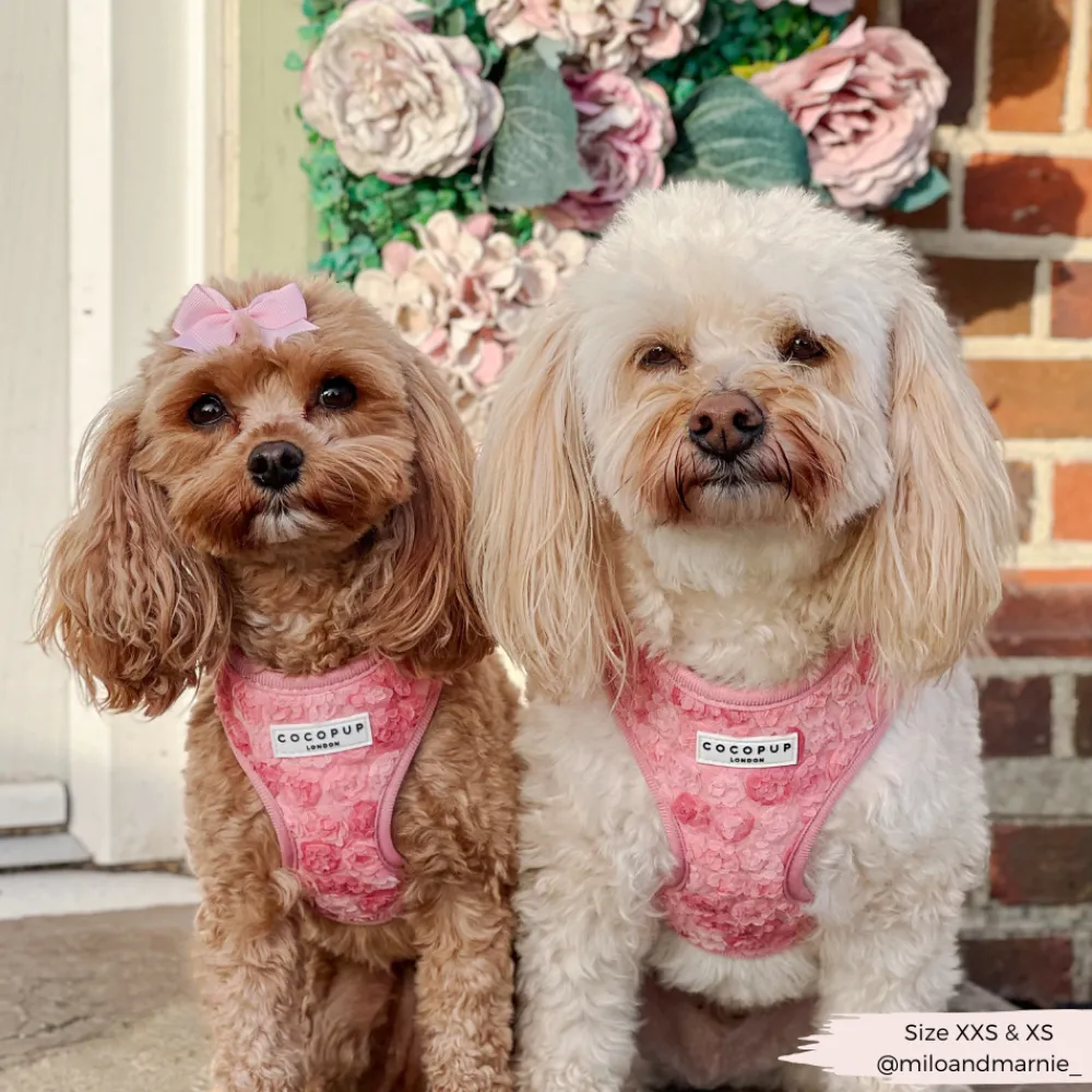 Cocopup Adjustable Harness Bundles | Special Occassion Harnesses ✨-Peony Pup Adjustable Neck Harness, Lead & Collar Bundle
