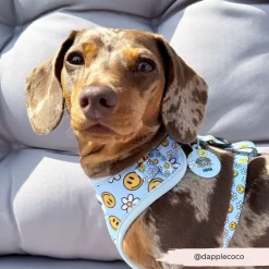 Cocopup Personalised Id Tags-Personalised Dog Cartoon ID Tag - Smiley Pawty Tent