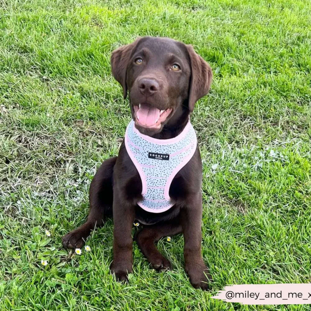 Cocopup Adjustable Harness Bundles-Pink Dalmatian Adjustable Neck Harness, Lead & Collar Bundle