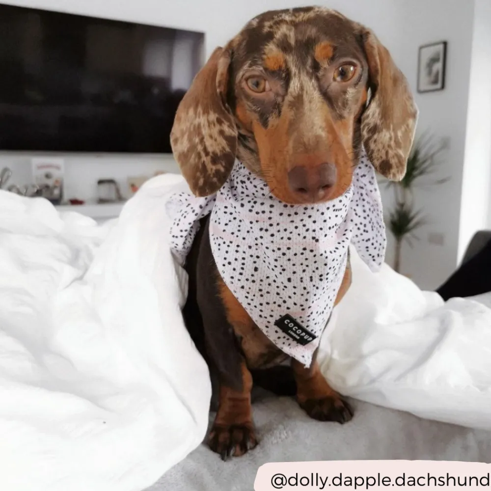 Cocopup Bandanas-Pink Dalmatian Bandana