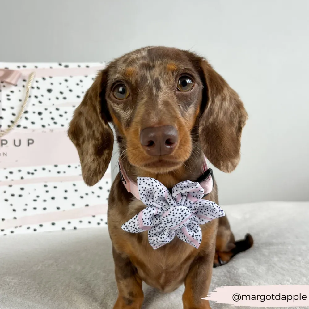 Cocopup Collar Flowers-Pink Dalmatian Collar Flower