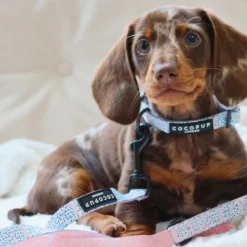 Cocopup Puppy Lead & Collar Sets | Puppy Leads & Collars-Pink Dalmatian Puppy Lead & Collar Set